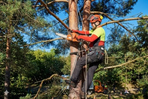 A Man Trimming a Tree Limb