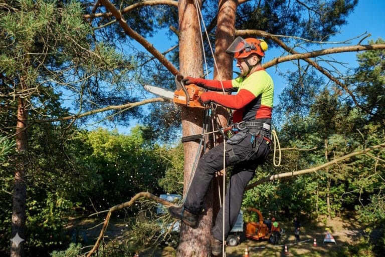 A Man Trimming a Tree Limb