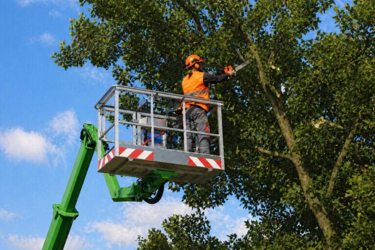 A Man Trimming a Tree in a Lift