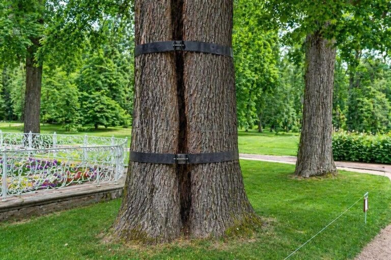 Cracked Tree Being Held Together by a Brace
