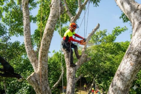 Man Trimming Tree Limb topaz upscale 1920w