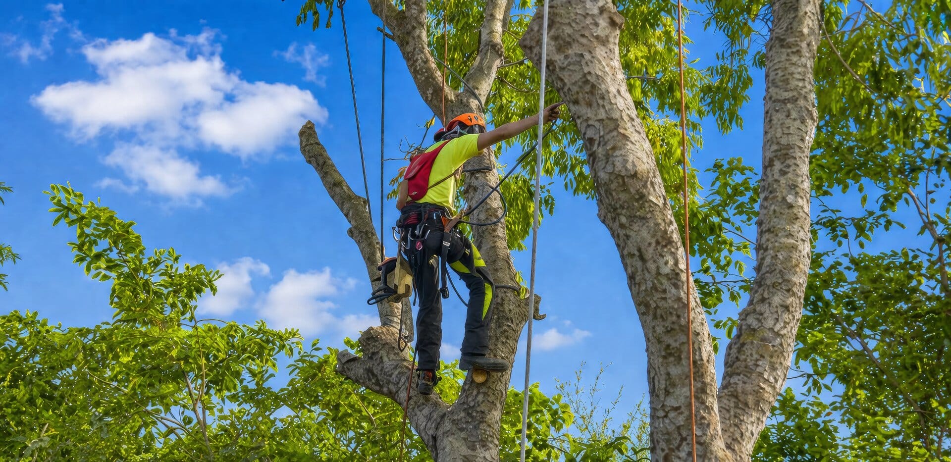 Man Trimming Tree with a Chainsaw Wide