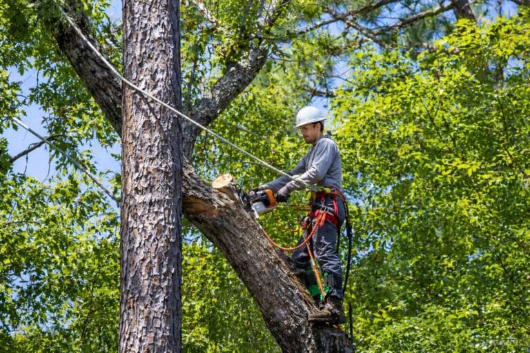 Man in Tree Trims a Limb