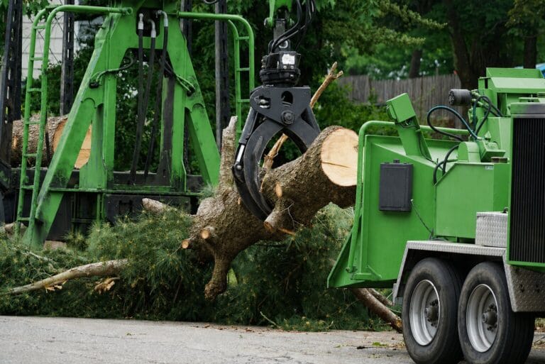 Tree Removal and Cleanup