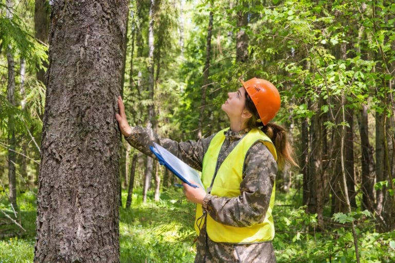 Woman Inspecting a Tree
