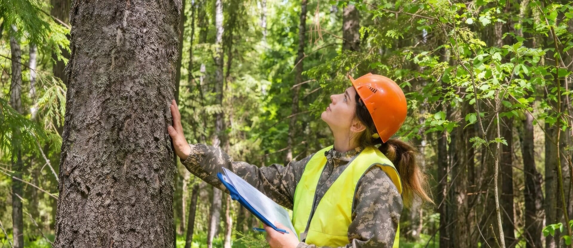 Woman Inspecting a Tree Wide
